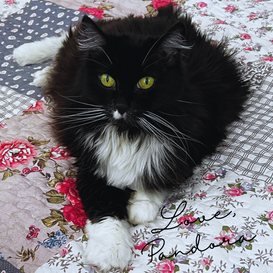 Signed Author Copy – Pandora’s Delicious Dilemma